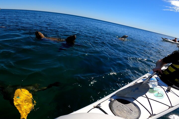 Kayak Paddling Experience with Sea Lions in Puerto Madryn