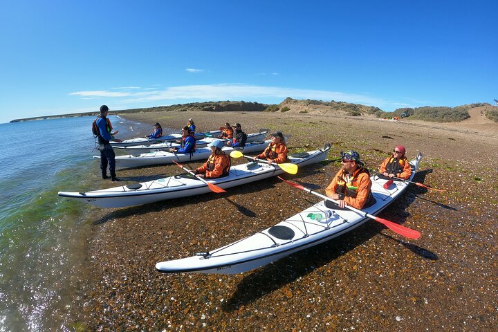 Kayak Paddling Experience with Sea Lions in Puerto Madryn