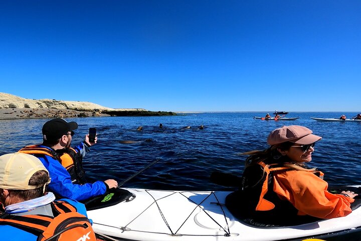 Kayak Paddling Experience with Sea Lions in Puerto Madryn