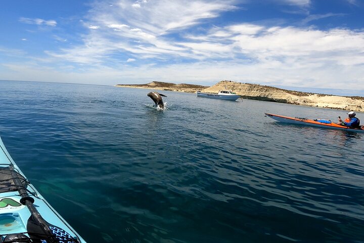Kayak Paddling Experience with Sea Lions in Puerto Madryn