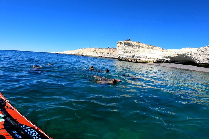 Kayak Paddling Experience with Sea Lions in Puerto Madryn
