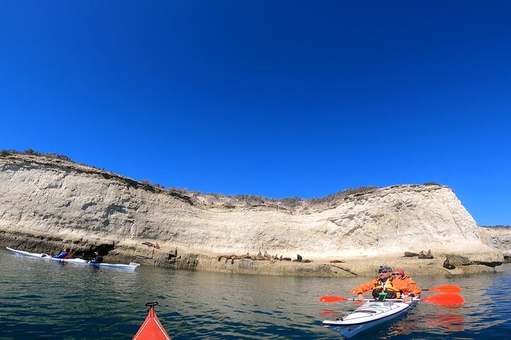 Kayak Paddling Experience with Sea Lions in Puerto Madryn