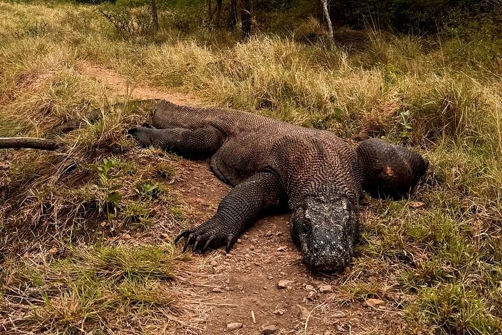 Komodo Adventure in a Day 6 Stunning Spots with Mac Cruise