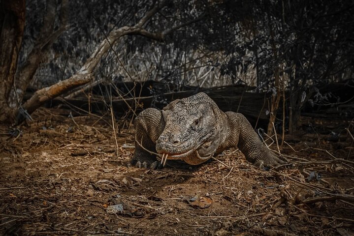 Komodo Adventure in a Day 6 Stunning Spots with Mac Cruise
