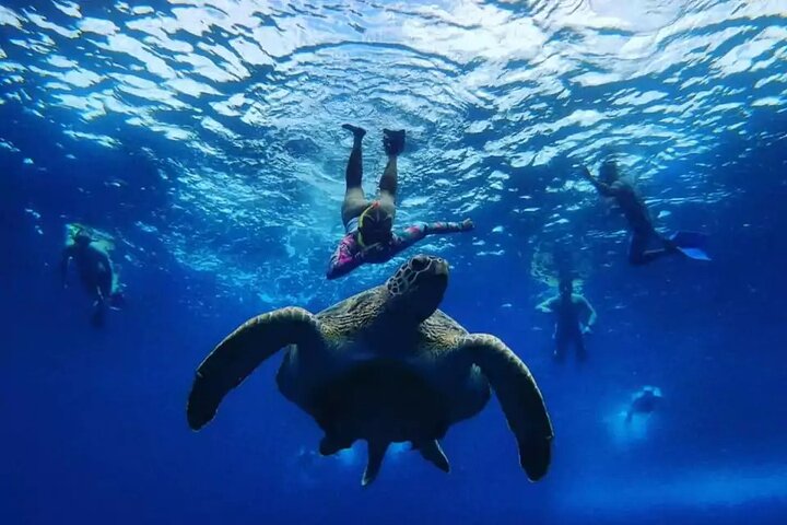 Komodo Adventure in a Day 6 Stunning Spots with Mac Cruise