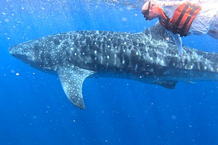 Private Whale Shark Adventure in Isla Mujeres and Cancun