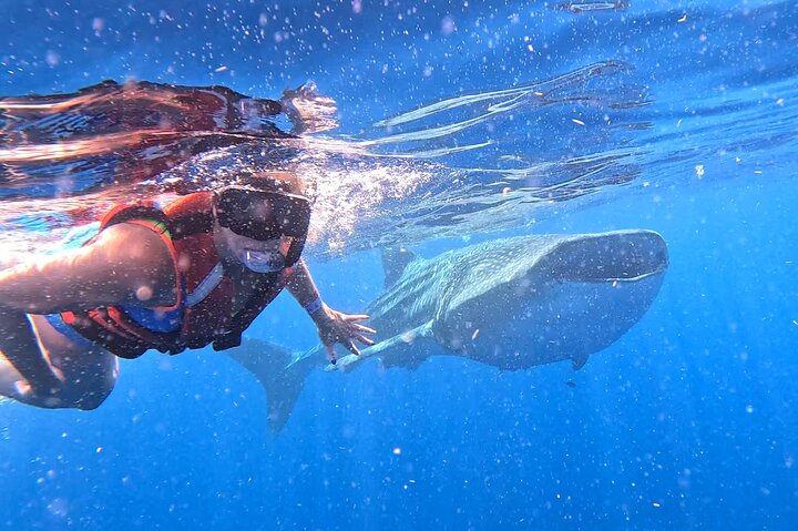 Private Whale Shark Adventure in Isla Mujeres and Cancun