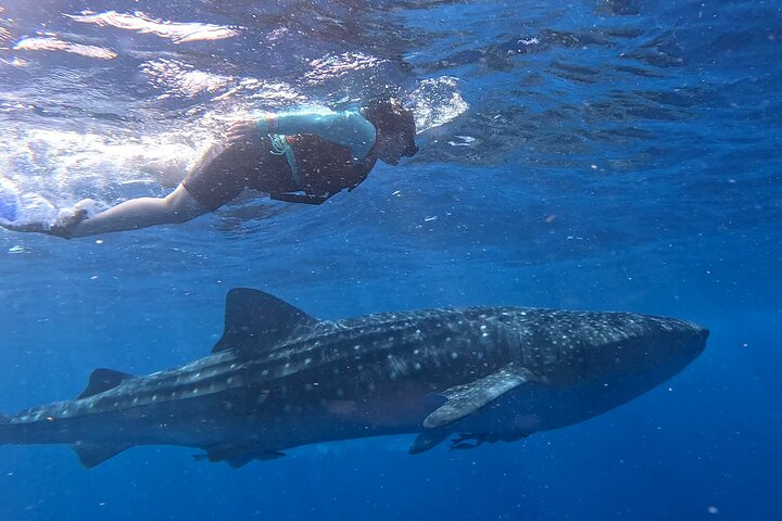 Private Whale Shark Adventure in Isla Mujeres and Cancun