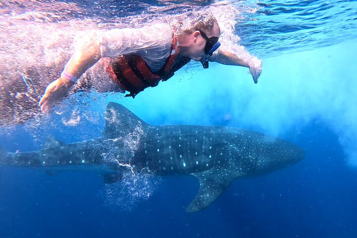 Private Whale Shark Adventure in Isla Mujeres and Cancun