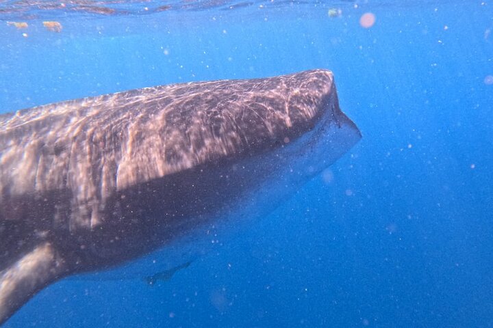 Private Whale Shark Adventure in Isla Mujeres and Cancun