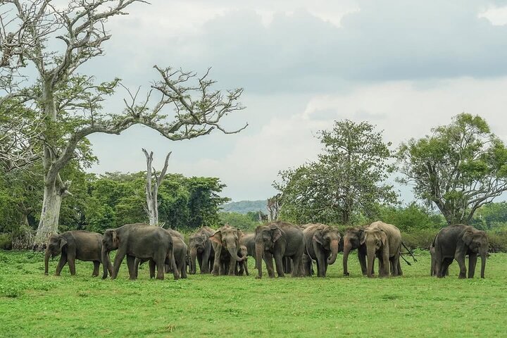 Minneriya National Park Wildlife & Elephant Safari from Sigiriya