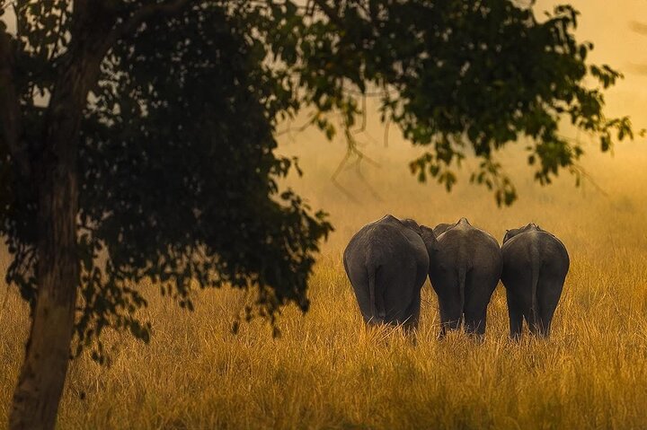 Minneriya National Park Wildlife & Elephant Safari from Sigiriya