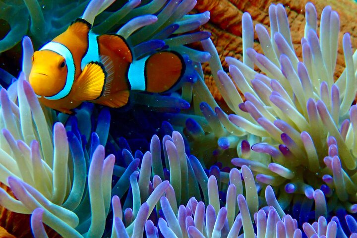 Outer Reef Mackay Cay Sail & Snorkel Adventure from Port Douglas