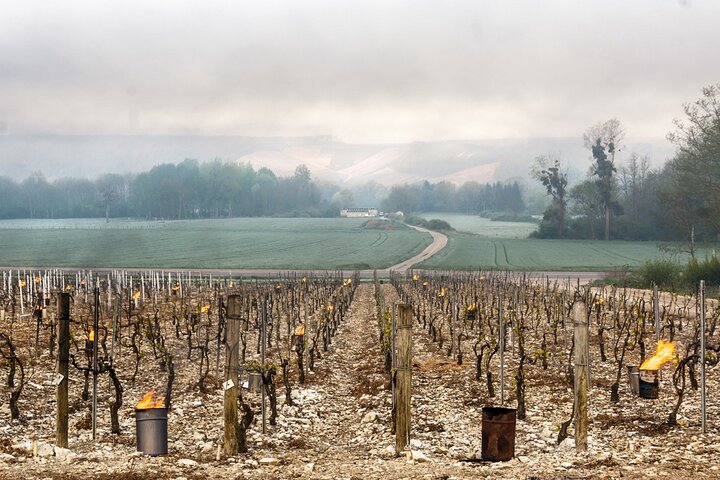 Chablis & Northern Burgundy Wine Tour