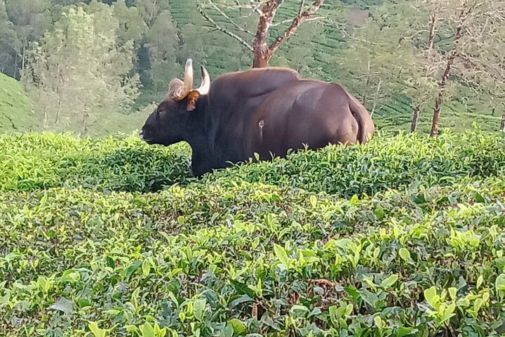 Green Magic Day Tour to Munnar