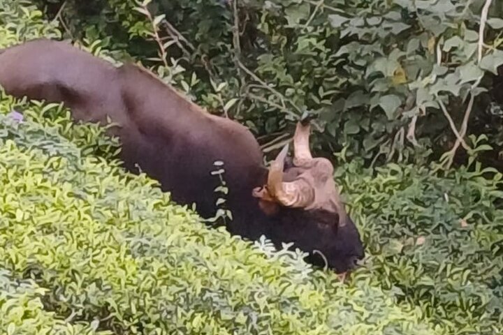 Green Magic Day Tour to Munnar