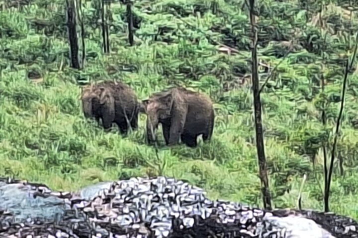 Green Magic Day Tour to Munnar
