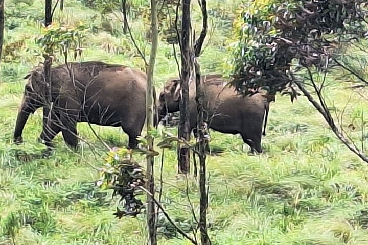 Green Magic Day Tour to Munnar