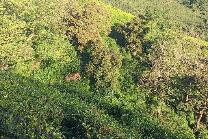 Green Magic Day Tour to Munnar