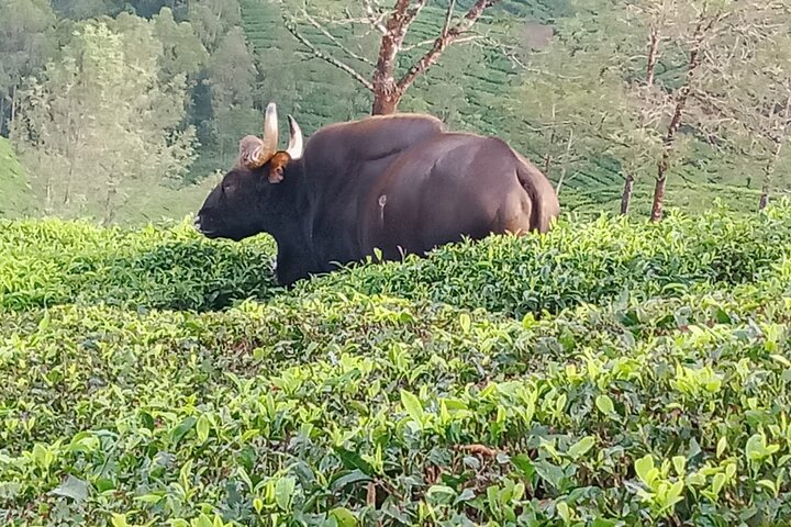 Green Magic Day Tour to Munnar