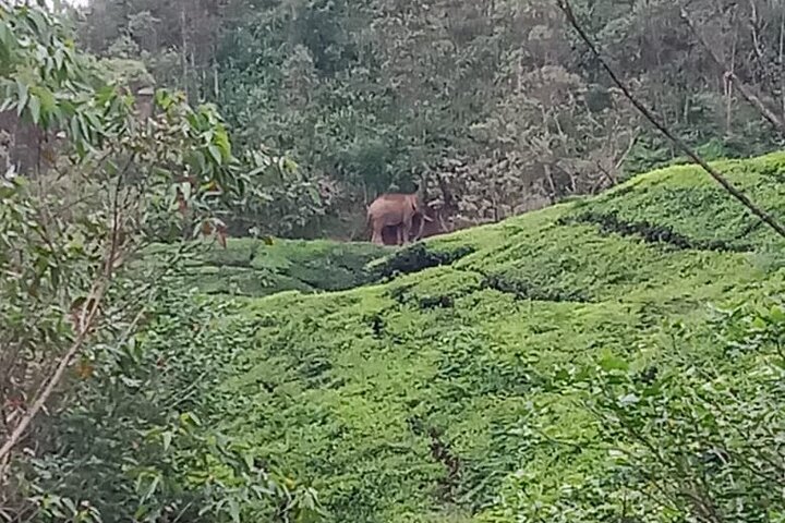 Green Magic Day Tour to Munnar