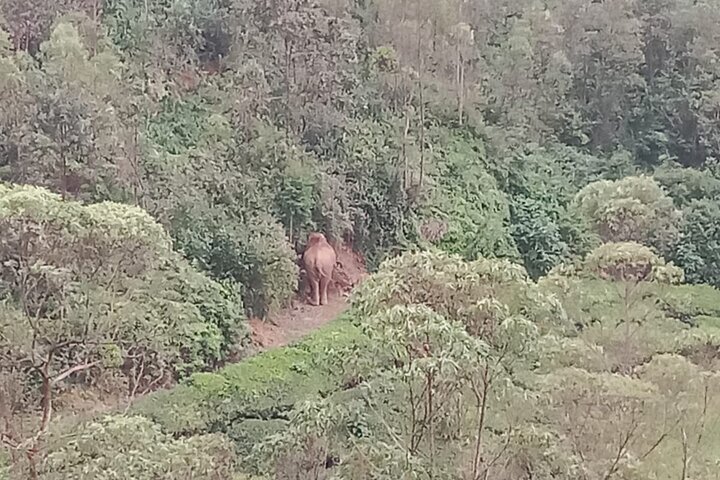 Green Magic Day Tour to Munnar