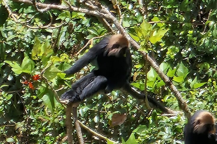 Green Magic Day Tour to Munnar