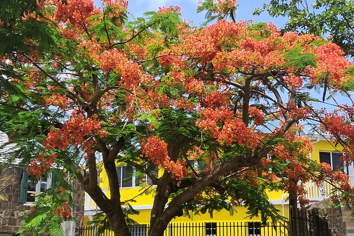Nevis Island Historical Private Tour