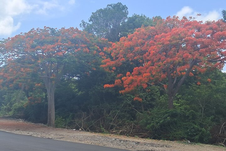 Nevis Island Historical Private Tour