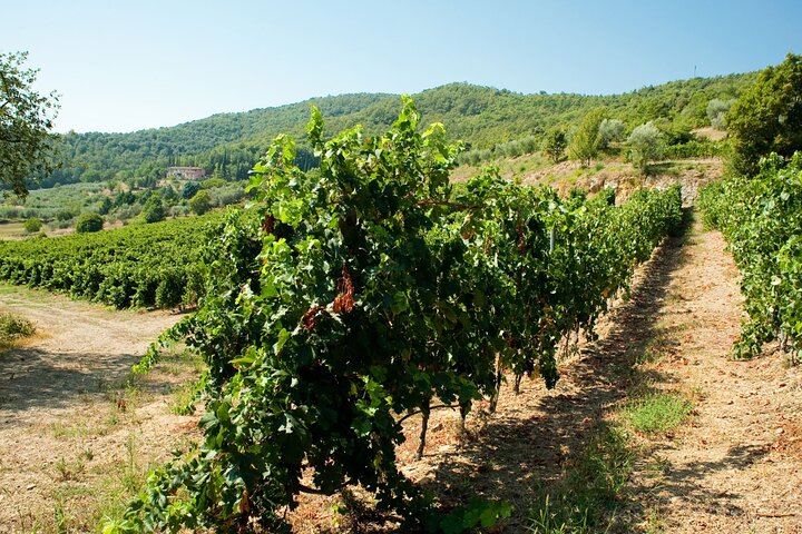 Winery Tour & Tasting near Lake Trasimeno & Perugia