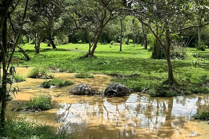 Full Day Santa Cruz Rancho and Lava Tunnels Tour of Bahia
