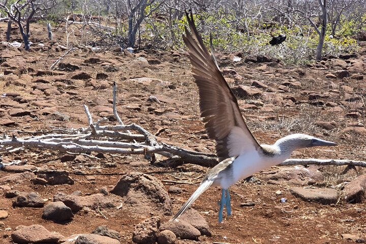Full Day Santa Cruz Rancho and Lava Tunnels Tour of Bahia