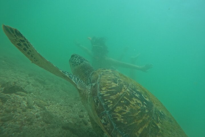 Snorkeling with Turtles in Mirissa