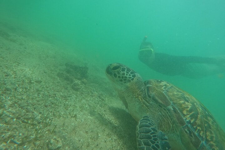 Snorkeling with Turtles in Mirissa