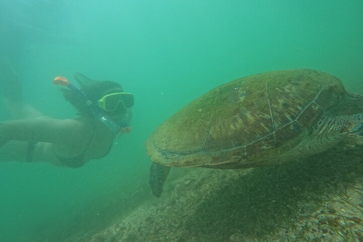 Snorkeling with Turtles in Mirissa