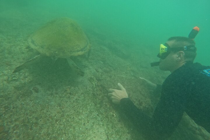 Snorkeling with Turtles in Mirissa
