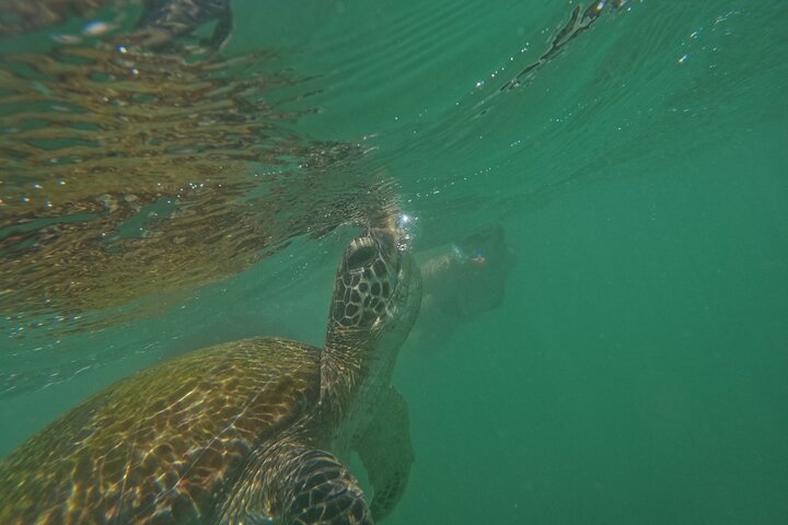 Snorkeling with Turtles in Mirissa
