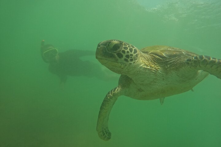 Snorkeling with Turtles in Mirissa