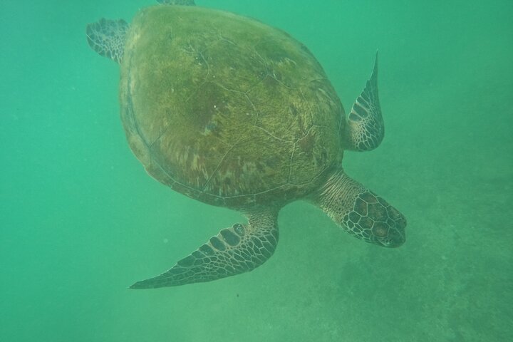 Snorkeling with Turtles in Mirissa