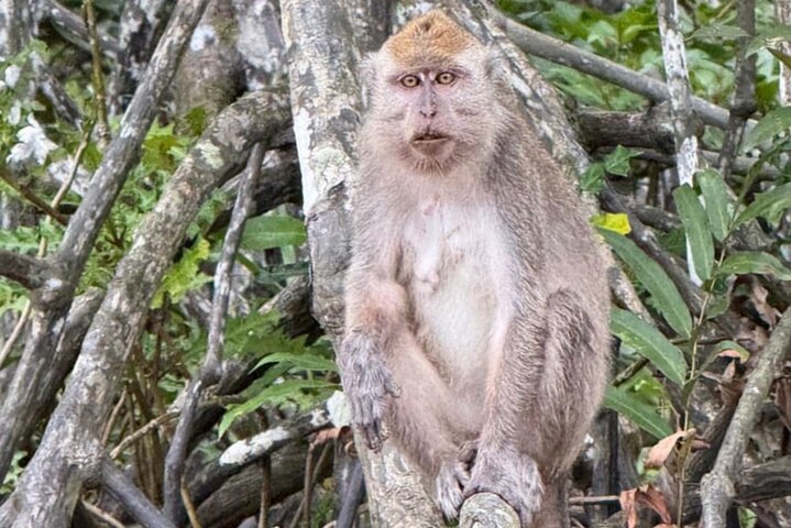 Bongawan River Cruise Proboscis Monkey, SkyMirror, Fireflies