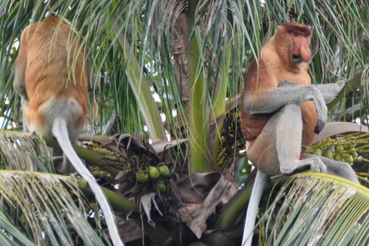 Bongawan River Cruise Proboscis Monkey, SkyMirror, Fireflies
