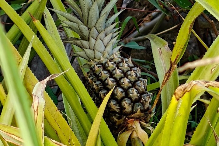 Scenic Hiking Trail Adventure of Montserrat
