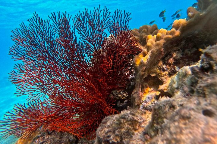 Cairns Half Day Tour a Great Barrier Reef Snorkeling Experience