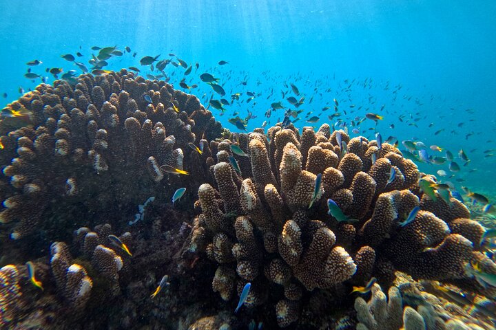 Cairns Half Day Tour a Great Barrier Reef Snorkeling Experience