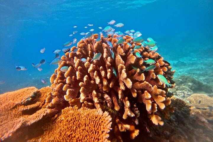 Cairns Half Day Tour a Great Barrier Reef Snorkeling Experience