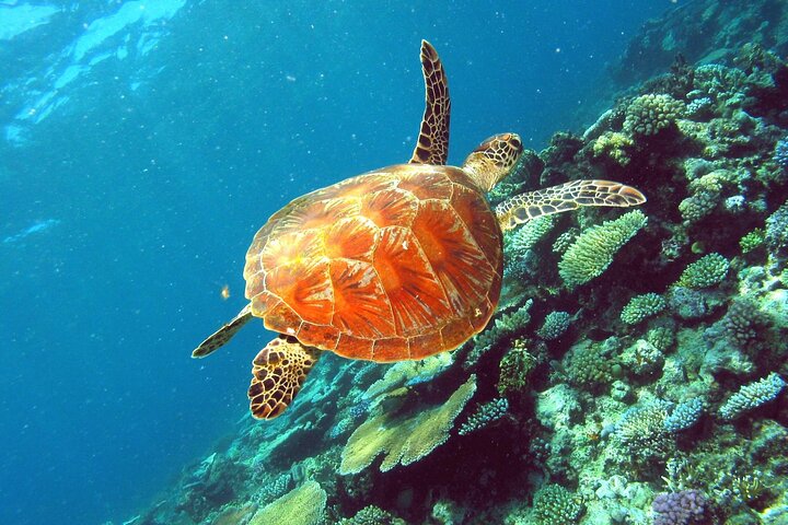 Cairns Half Day Tour a Great Barrier Reef Snorkeling Experience