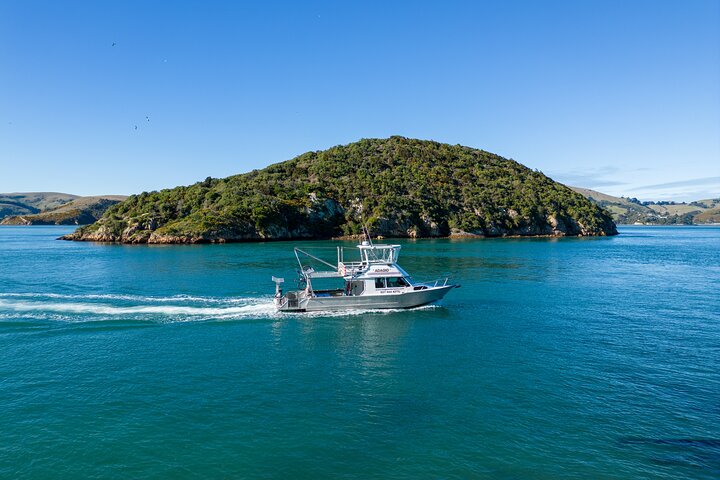 Harbour, Albatross and Wildlife Cruise on Otago Harbour