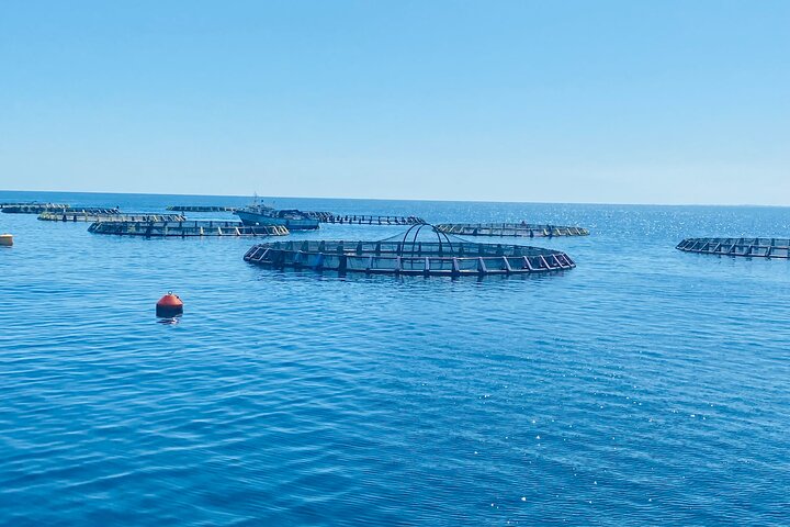 Excursion to Kuriat Island by Yacht