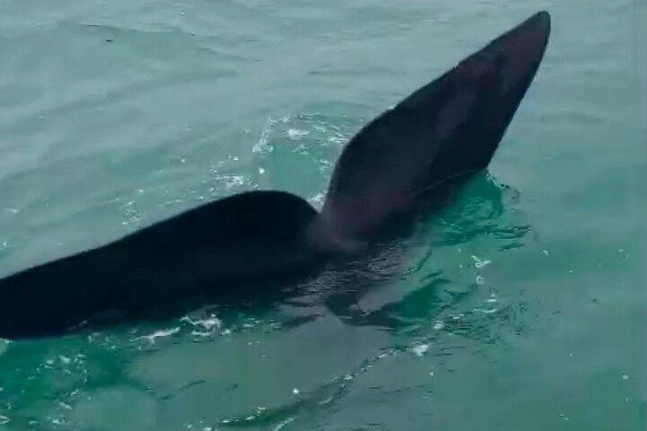 Cape Town Whale Watching Activity in Hermanus