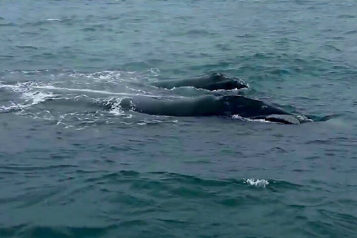 Cape Town Whale Watching Activity in Hermanus